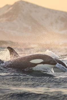 an orca swimming in the ocean with mountains in the background and text that reads libres felices y punto as sus familiaras familiarias