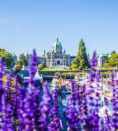 Beautiful purple lupines frame the BC Parliament Buildings in Victoria, BC.