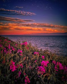 Pink sweet pea flowers dancing in the ocean breeze on Dallas Road, Victoria, BC.