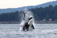 two orca whales jumping out of the water