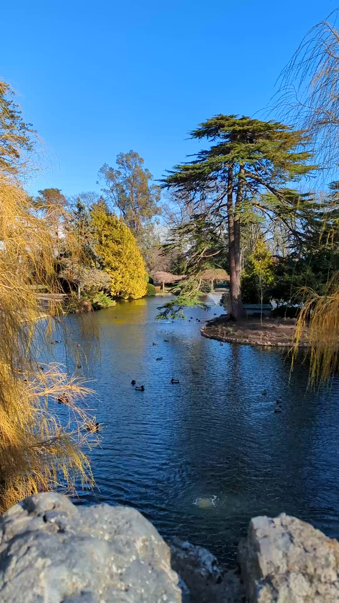 This contains: beacon hill park in the spring with flowers, peacocks and fountains